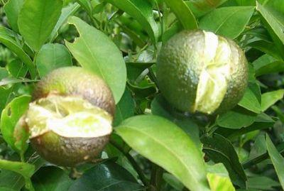 果實(shí)到底為什么會(huì)裂果，原因居然是這些！